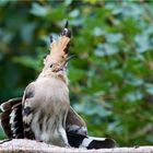 Wiedehopf (Upupa epops) mit aufgestellter Haube...