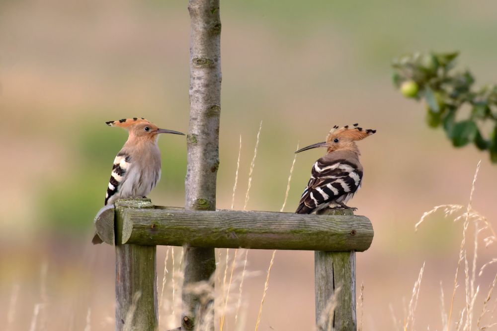 Wiedehopfe  (Upupa epops)  am Morgen