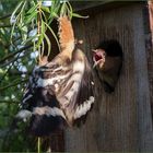 Wiedehopfjunges hat Hunger