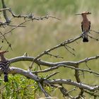 Wiedehopfpärchen (Upupa epops)