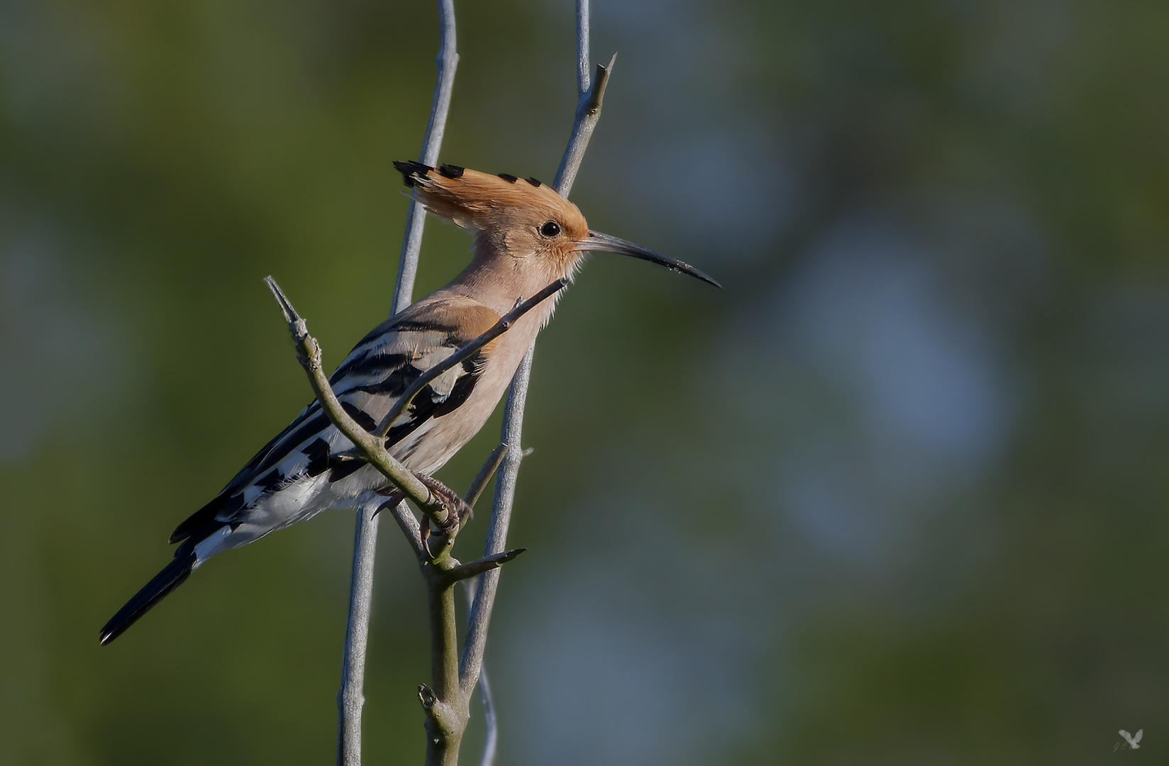 Wiedehopf_(Upupa epops) ...