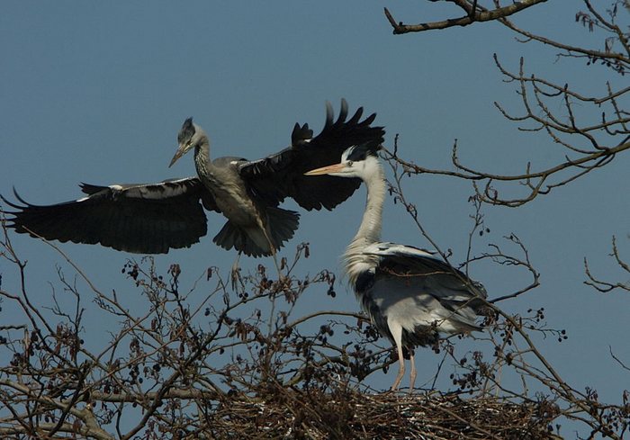 Wieder am Nest