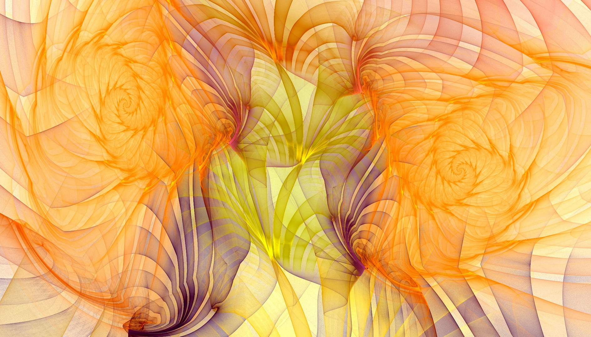 WIEDER APOPHYSIS