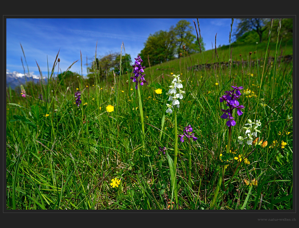 Wieder auf der Orchideenwiese