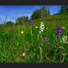 Wieder auf der Orchideenwiese