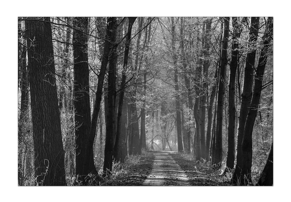 Wieder aufgestöbert: Frostiger Tag im Wald