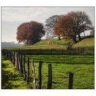 Wieder aufgestöbert: Herbstwiese