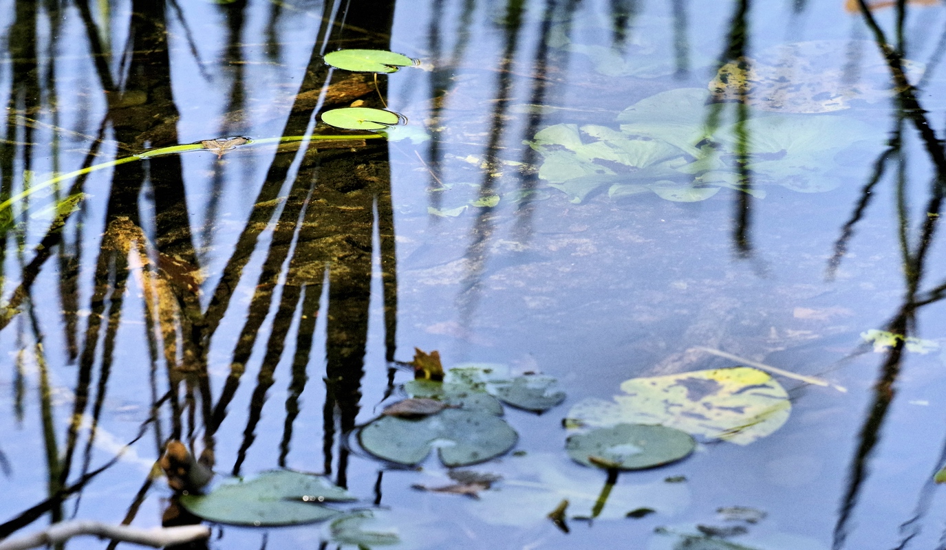 Wieder auf's Wasser geschaut