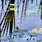 Wieder auf's Wasser geschaut