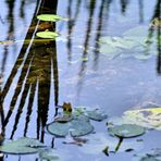 Wieder auf's Wasser geschaut