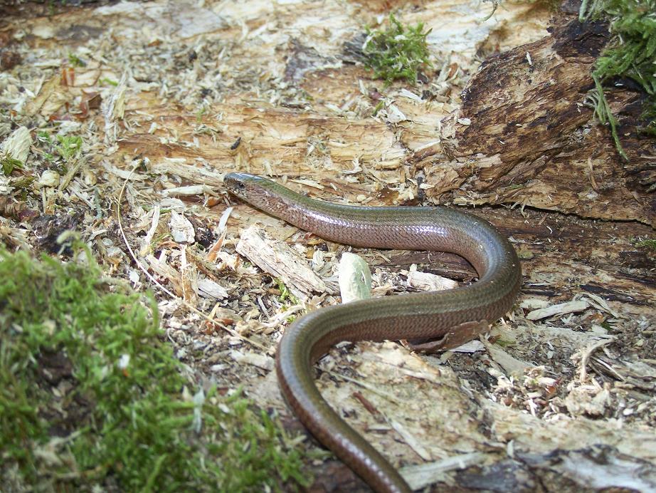 Wieder Blindschleiche (Angius fragilis)