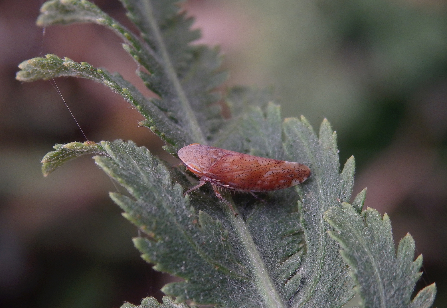 Wieder da - die Ligusterstrauchzirpe (Fieberiella florii)