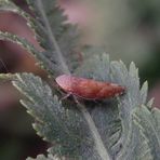 Wieder da - die Ligusterstrauchzirpe (Fieberiella florii)