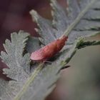 Wieder da - die Ligusterstrauchzirpe (Fieberiella florii)