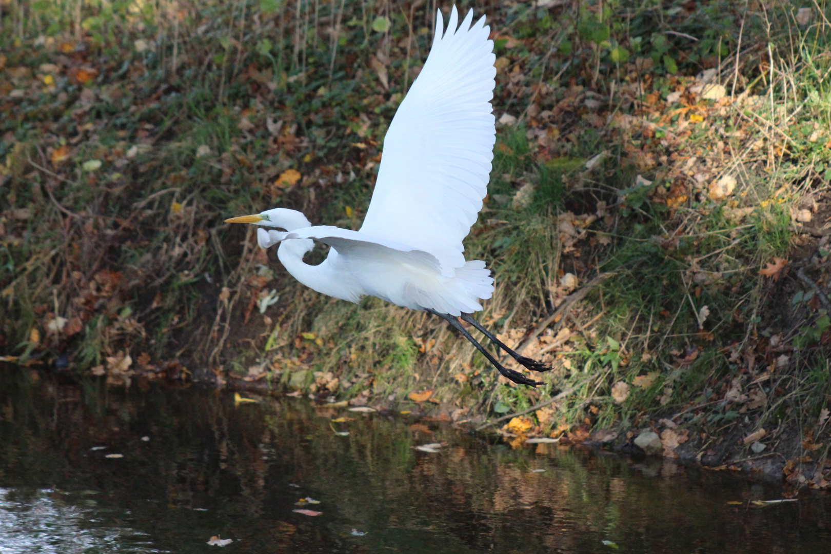 Wieder da - Silberreiher an der Trave