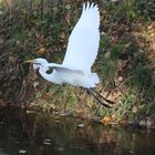 Wieder da - Silberreiher an der Trave