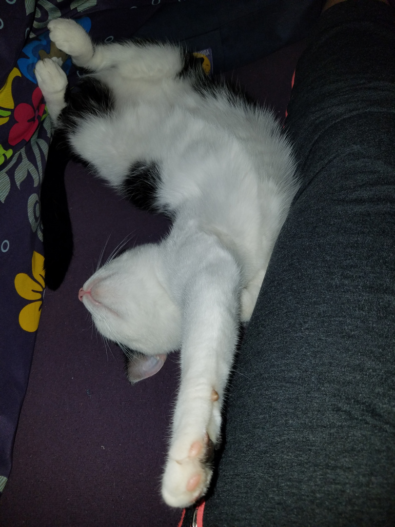 Wieder ein Bild aus der Reihe "Yoga für Katzen"...