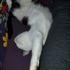 Wieder ein Bild aus der Reihe "Yoga für Katzen"...