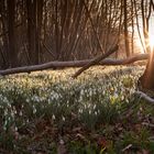 Wieder ein bischen Licht im Norden