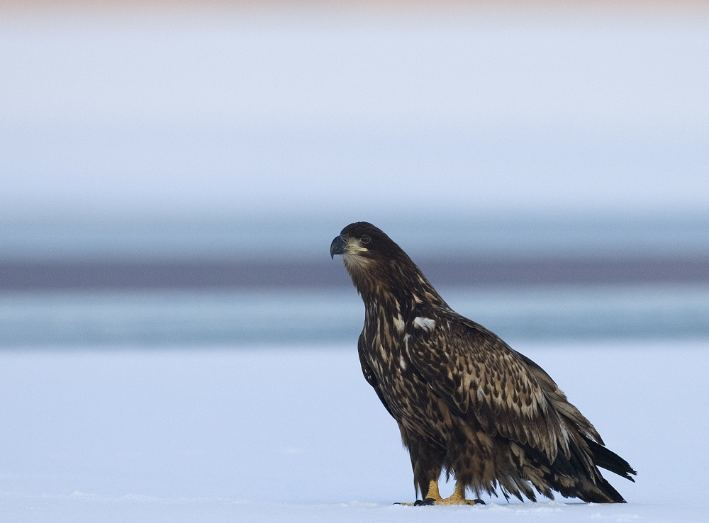 Wieder ein Eisvogel,