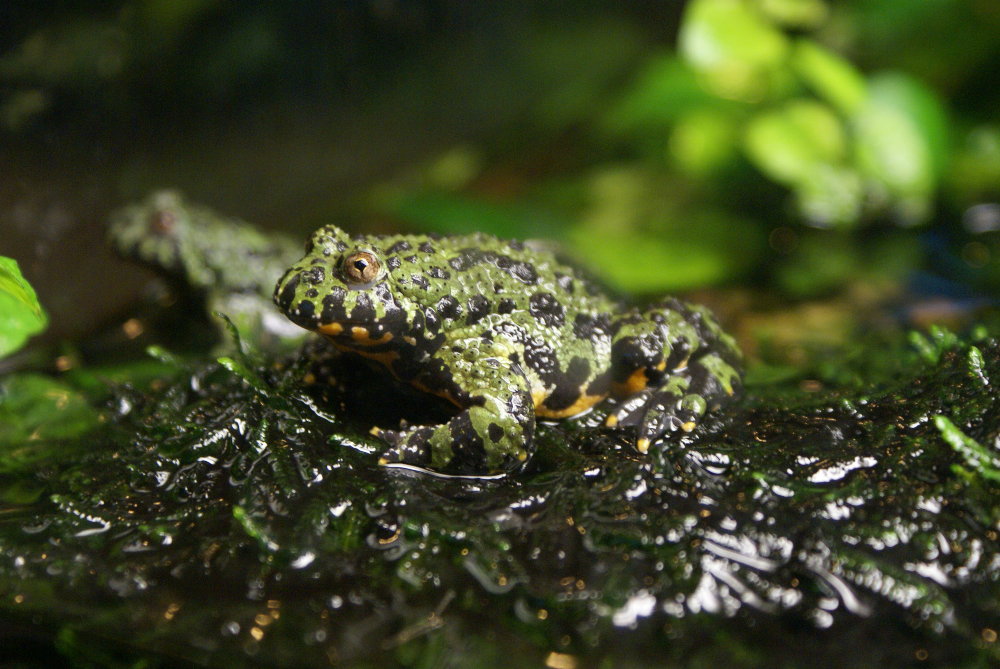 ...wieder ein Frosch...aber diesmal ein giftiger...