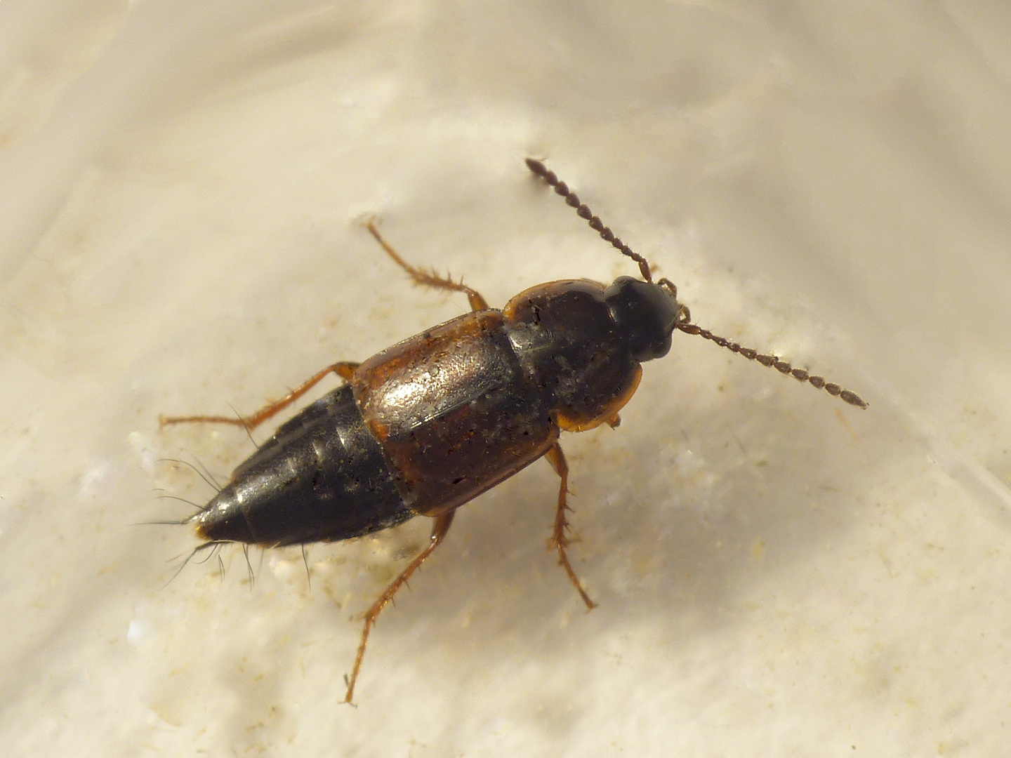 Wieder ein Kurzflügelkäfer (Staphylinidae) im Haus - Tachinus sp. ??