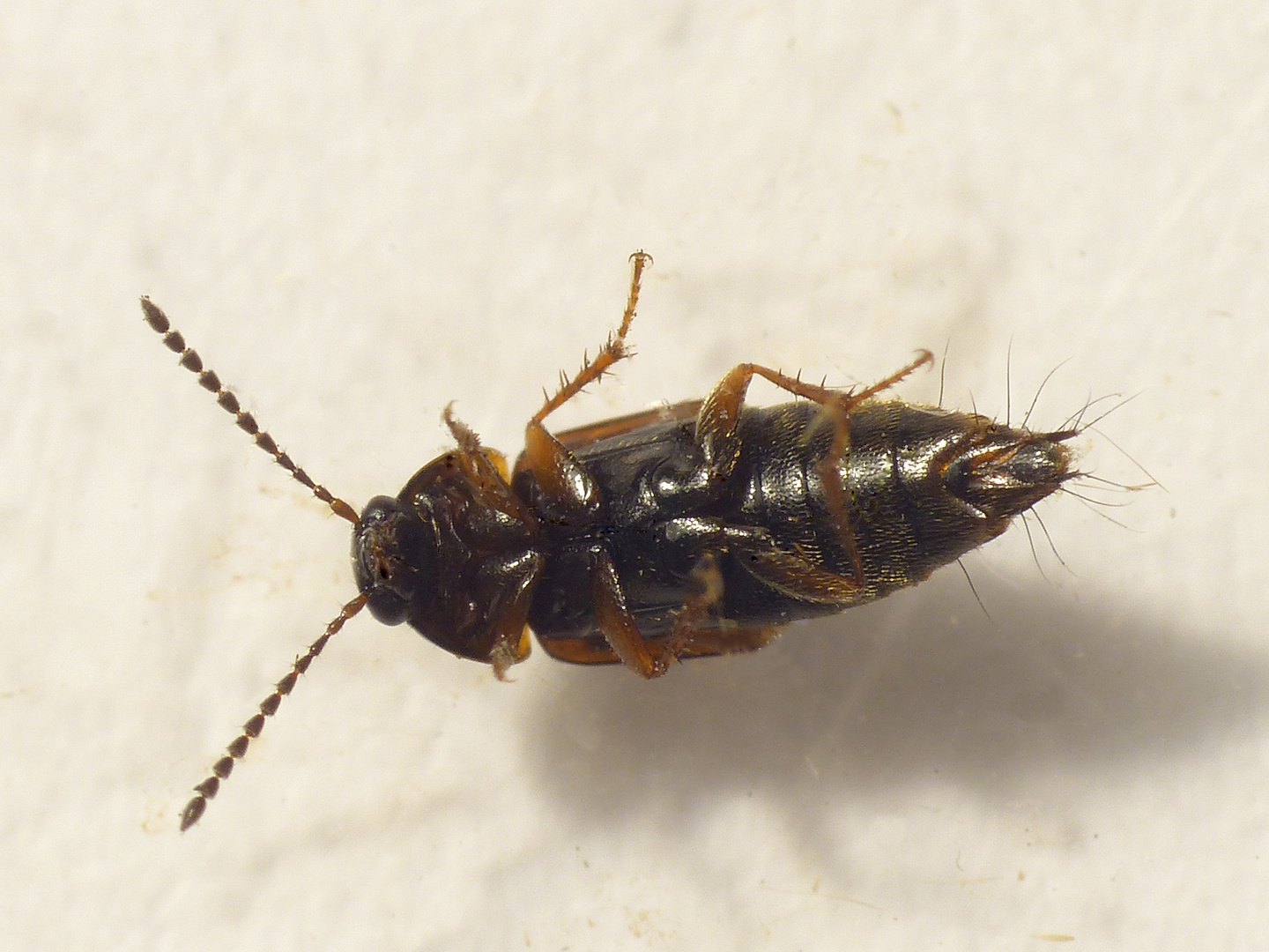 Wieder Ein Kurzflugelkafer Staphylinidae Im Haus Tachinus Sp