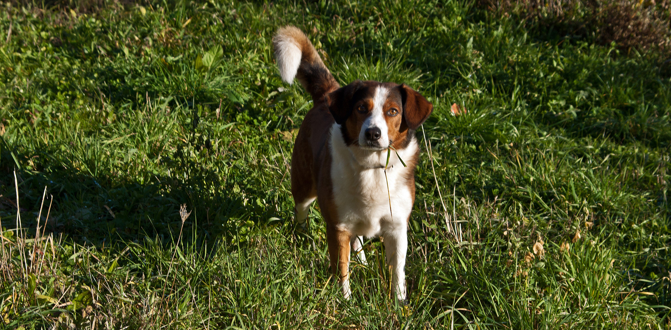 wieder ein Lebenszeichen von meinem Hund...Nico!