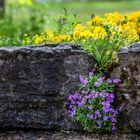 Wieder ein Mauerblümchen