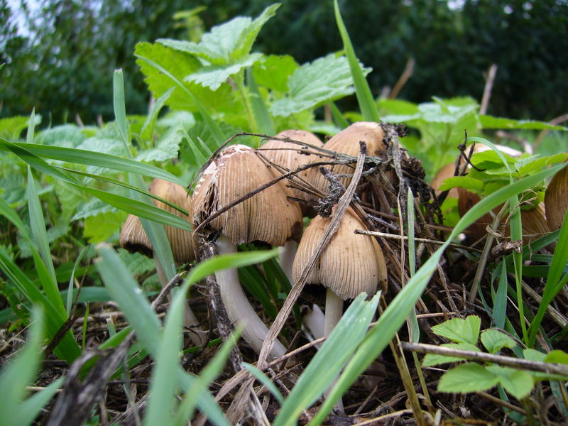 Wieder ein paar sehr schöne Pilze. Wenn einer den Namen weiß, bitte schreiben, Danke