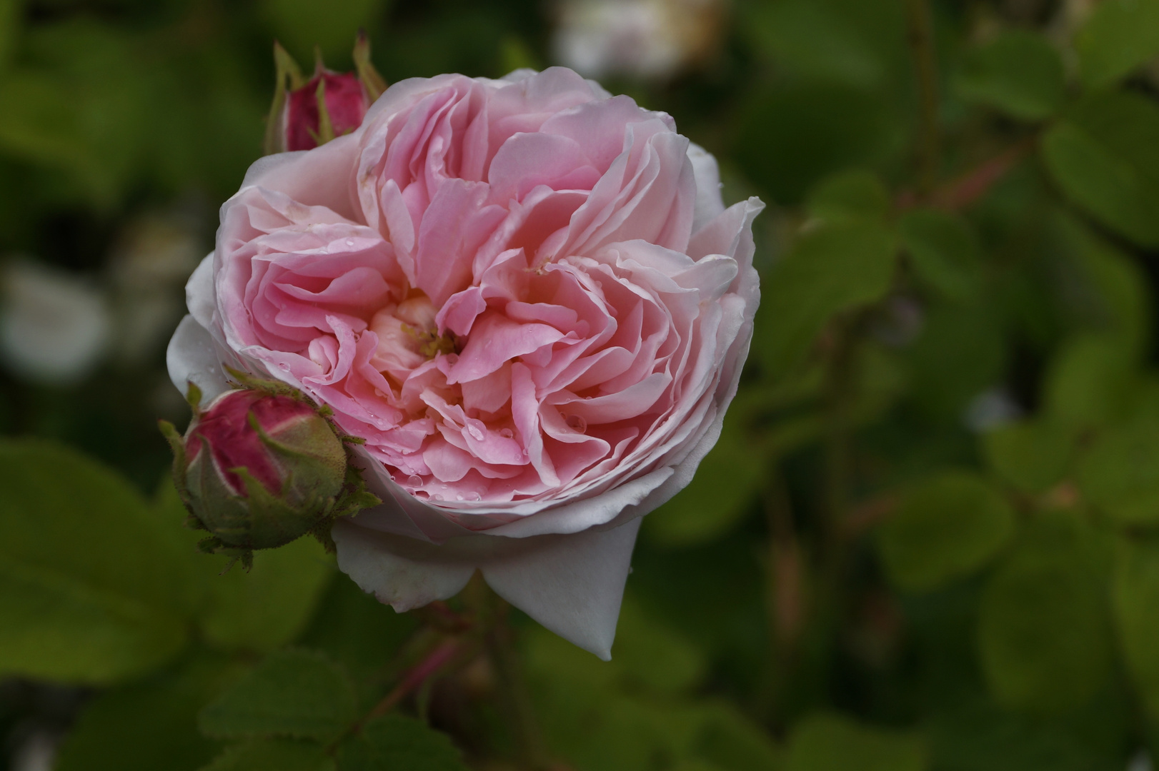 wieder ein ROSENTRAUM ....