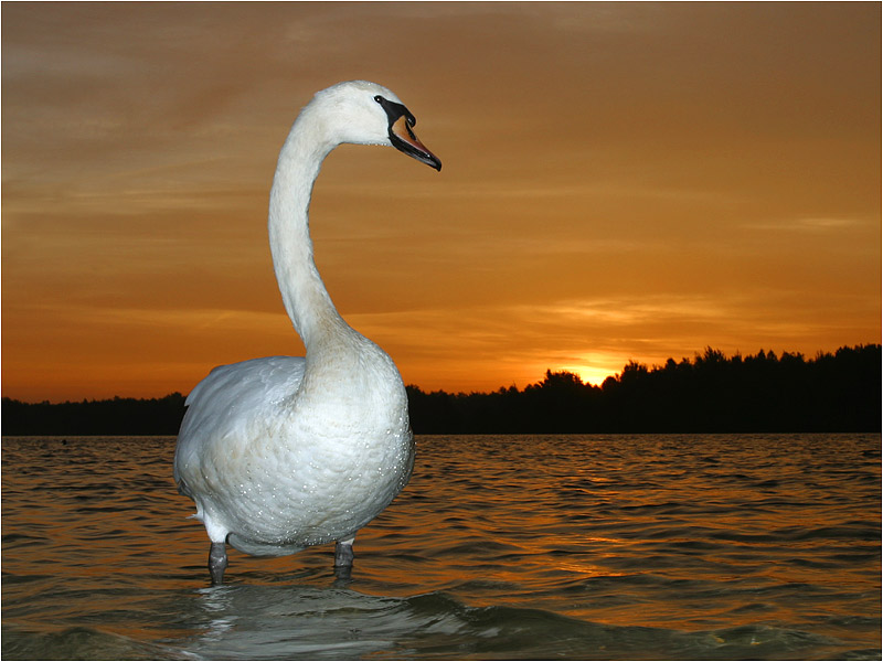 Wieder ein Schwan am See