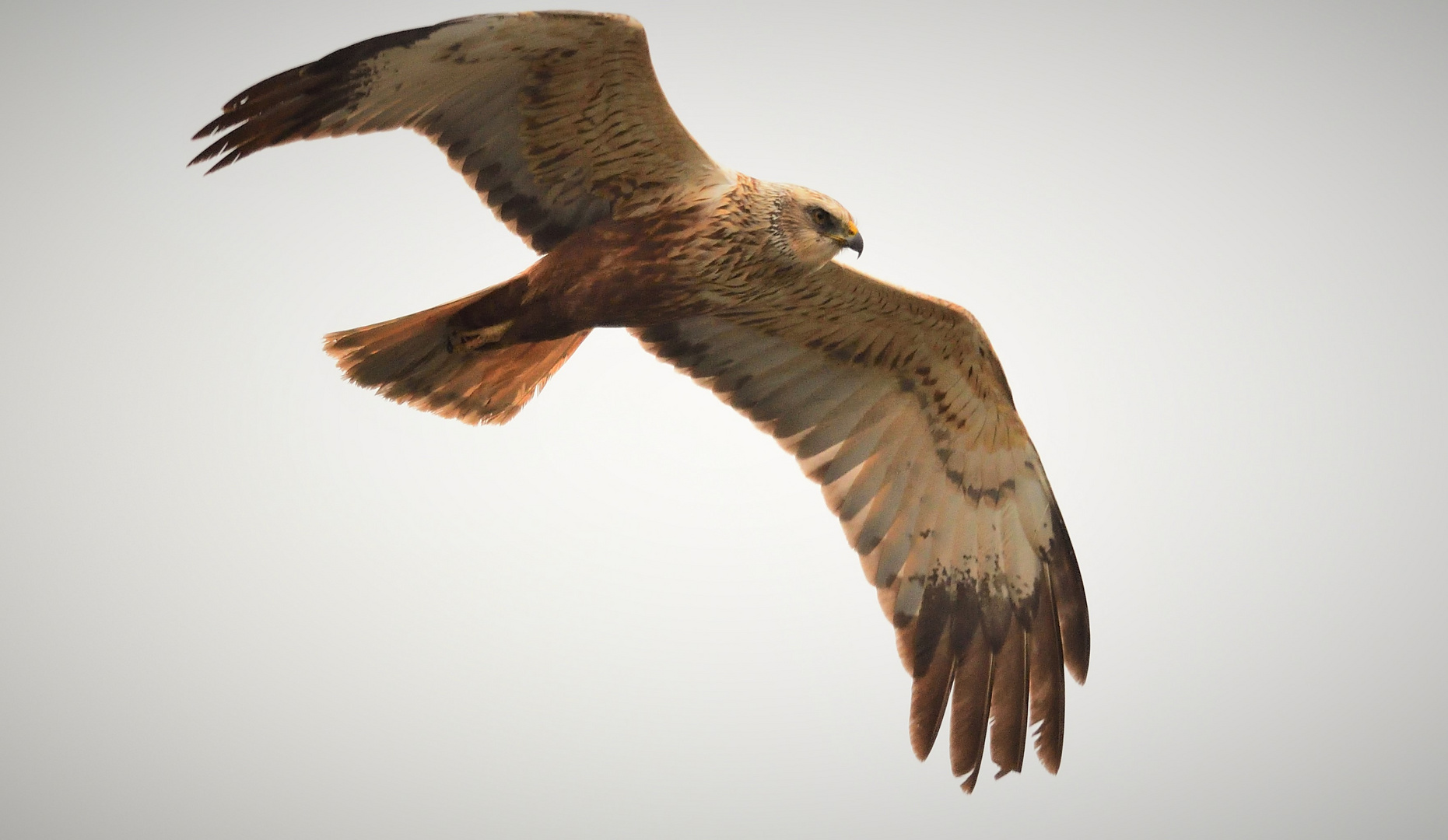 Wieder ein Vorbeiflug,plötzlich!