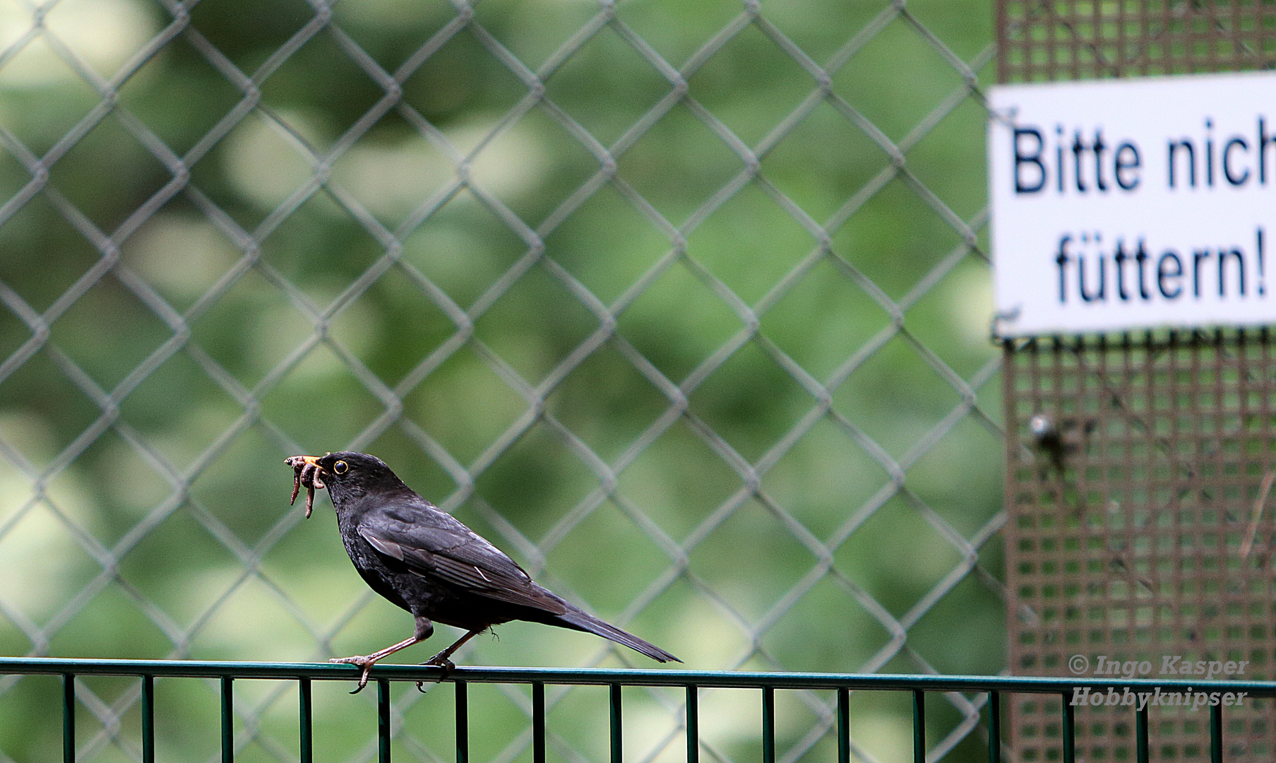 Wieder eine Amsel die nicht lesen kann .....