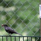 Wieder eine Amsel die nicht lesen kann .....