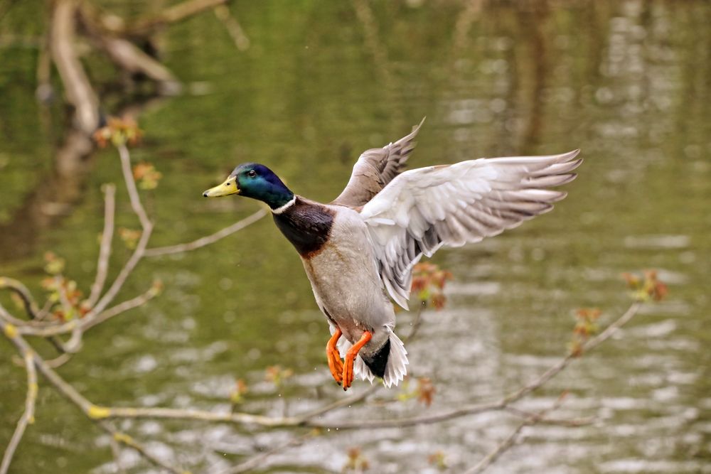 wieder eine Ente