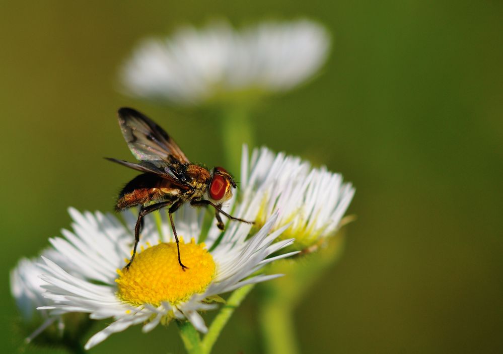 wieder eine Fliege