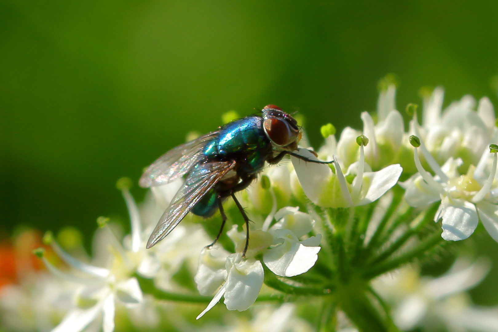 Wieder eine Fliege