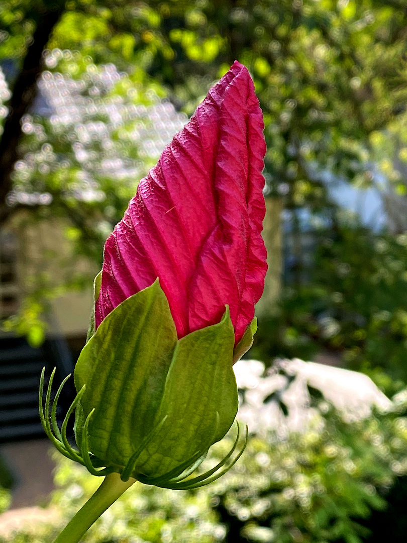 Wieder eine Hibiskus-Knospe