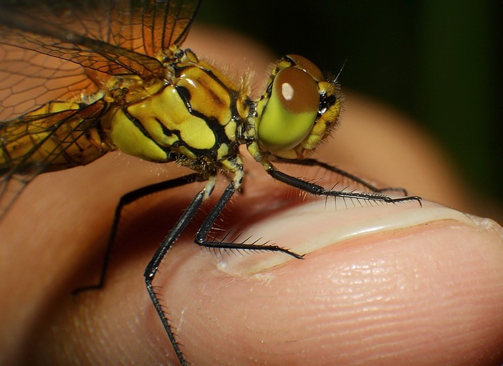 wieder eine Libelle auf Finger :-)