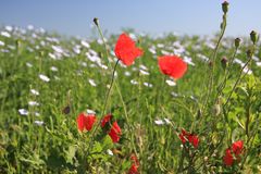 wieder eine Mohnblume