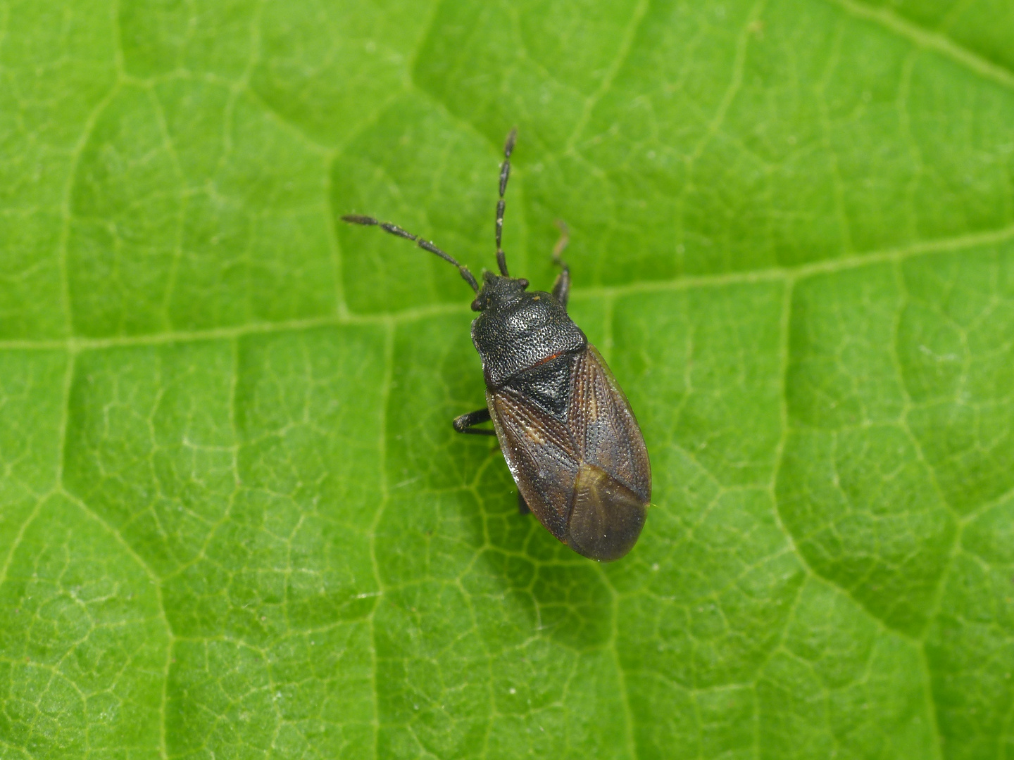 Wieder eine neue Wanze in unserem Garten - Drymus brunneus