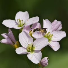 Wieder eine neue Wildbienenart im Garten - es müßte Andrena viridescens sein.