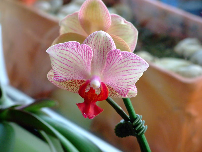 Wieder eine Orchidee