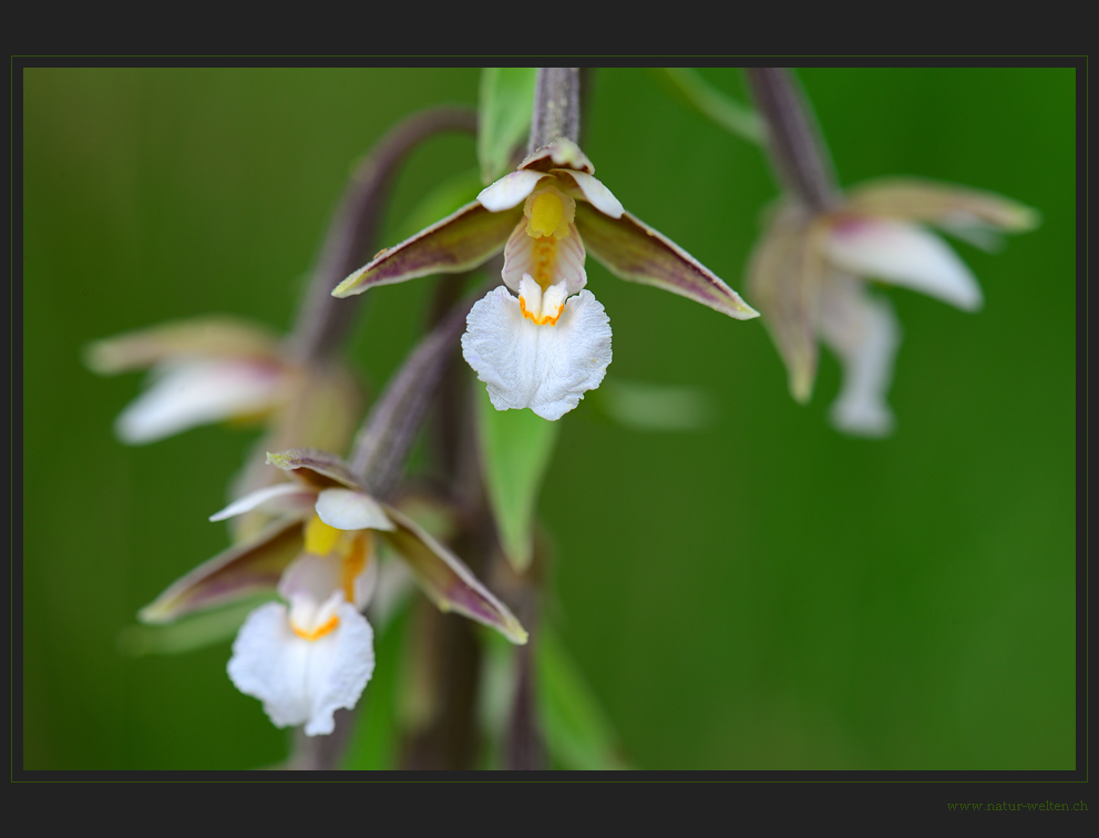 Wieder eine Orchidee mehr...