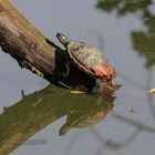 Wieder eine Schildi im Greizer Park