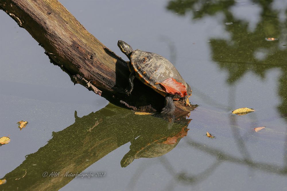 Wieder eine Schildi im Greizer Park