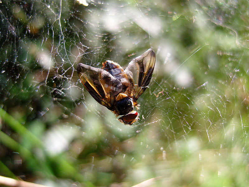 Wieder eine schöne Fliege weniger auf der Welt