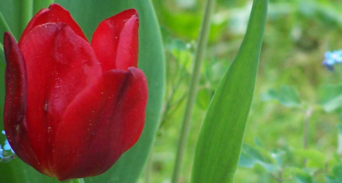 wieder eine Tulpe