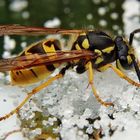 Wieder eine Wespe auf Besuch